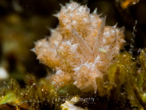 Phyllodesmium koehleri on Siquijor Island off of Tulamben... by Jan Morton 